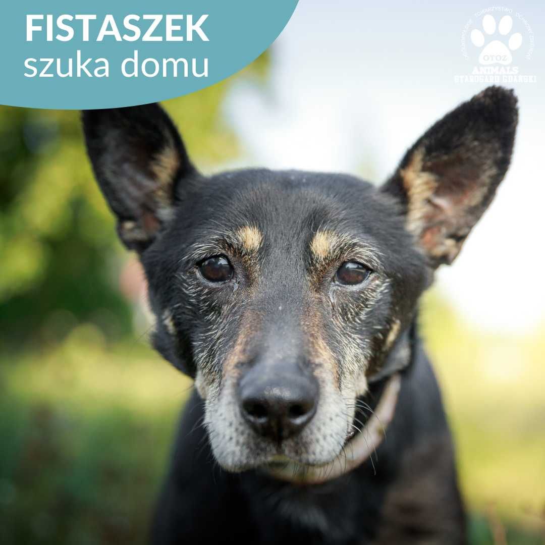 Starszy psiak Fistaszek szuka domu!