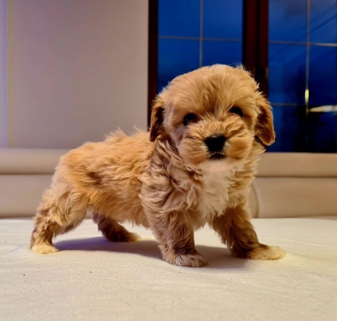 Chłopczyk MALTIPOO ** HYBRYDA Pudel Toy & Maltańczyk **