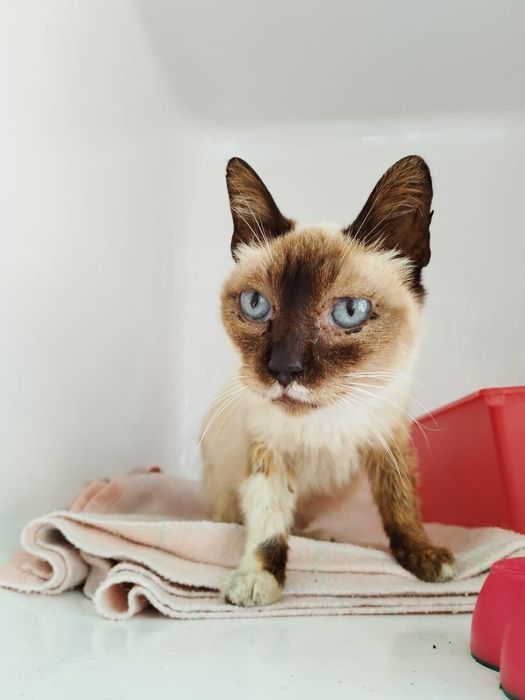 Gatinha para adoção responsável