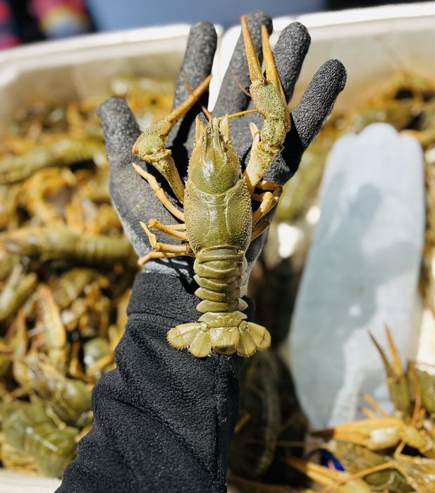 Раки. Живі раки. Варені раки. Раки Запоріжжя