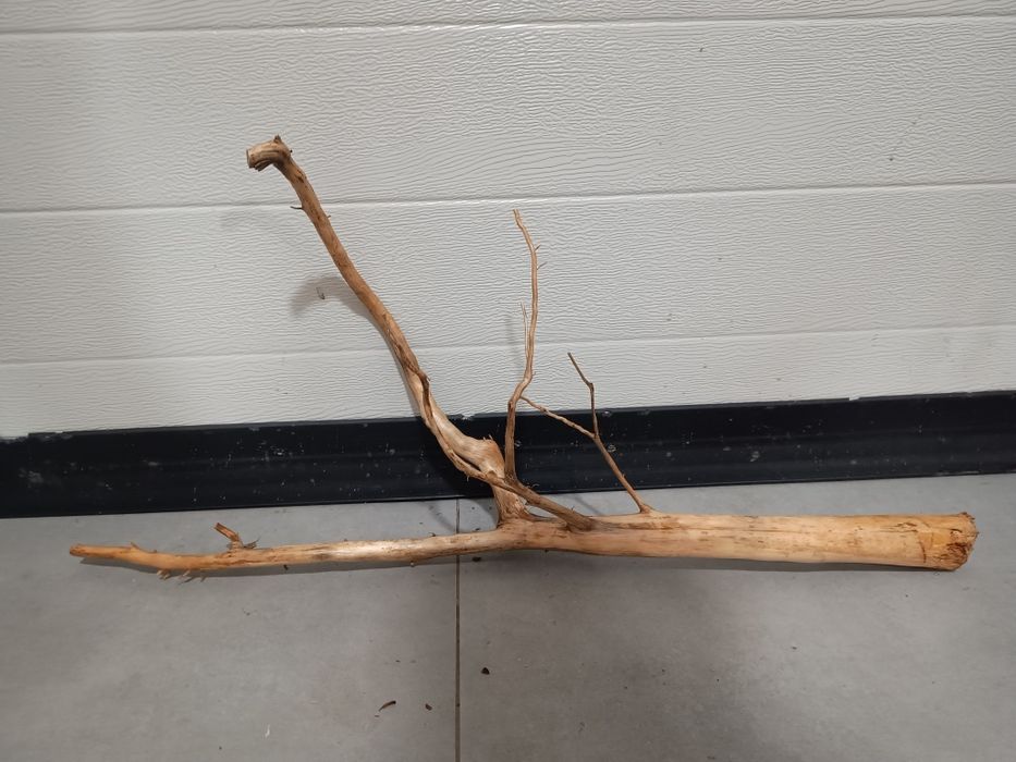 Średni, ciekawy naturalny korzeń do akwarium