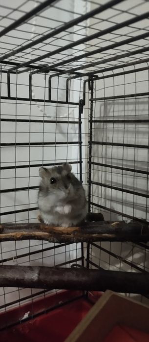 Віддам джунгарського хом'яка в добрі руки