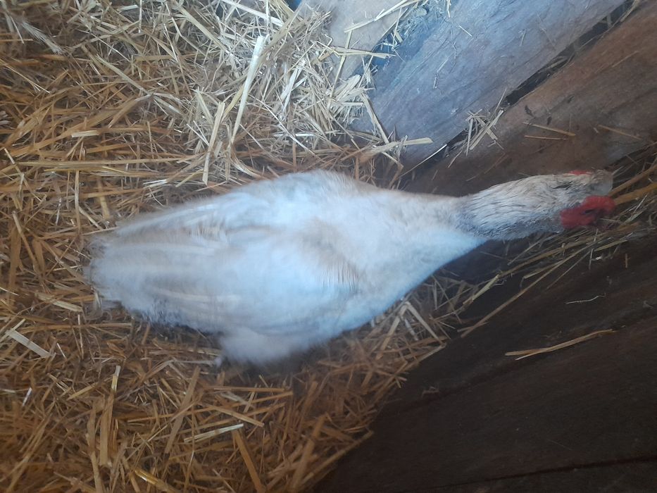 Sprzedam kaczora
