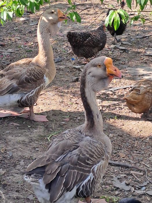 Gęsi kaczki Chołmogory 2022 r.