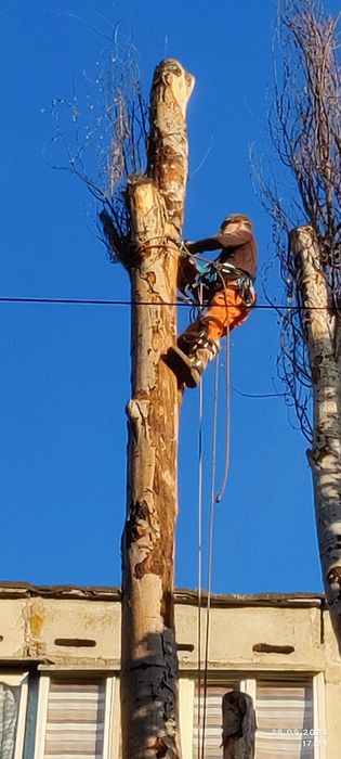 Спил деревьев.                .