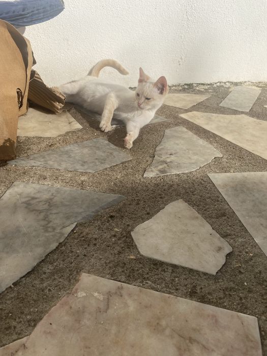 Gatinhos para adoção responsável