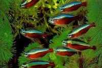 Neon czerwony ryba ławicowa