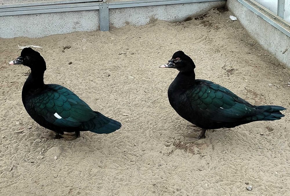 Sprzedam kaczki francuskie z czarną maską.