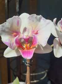 Орхидея фаленопсис Little Gem Stripes peloric