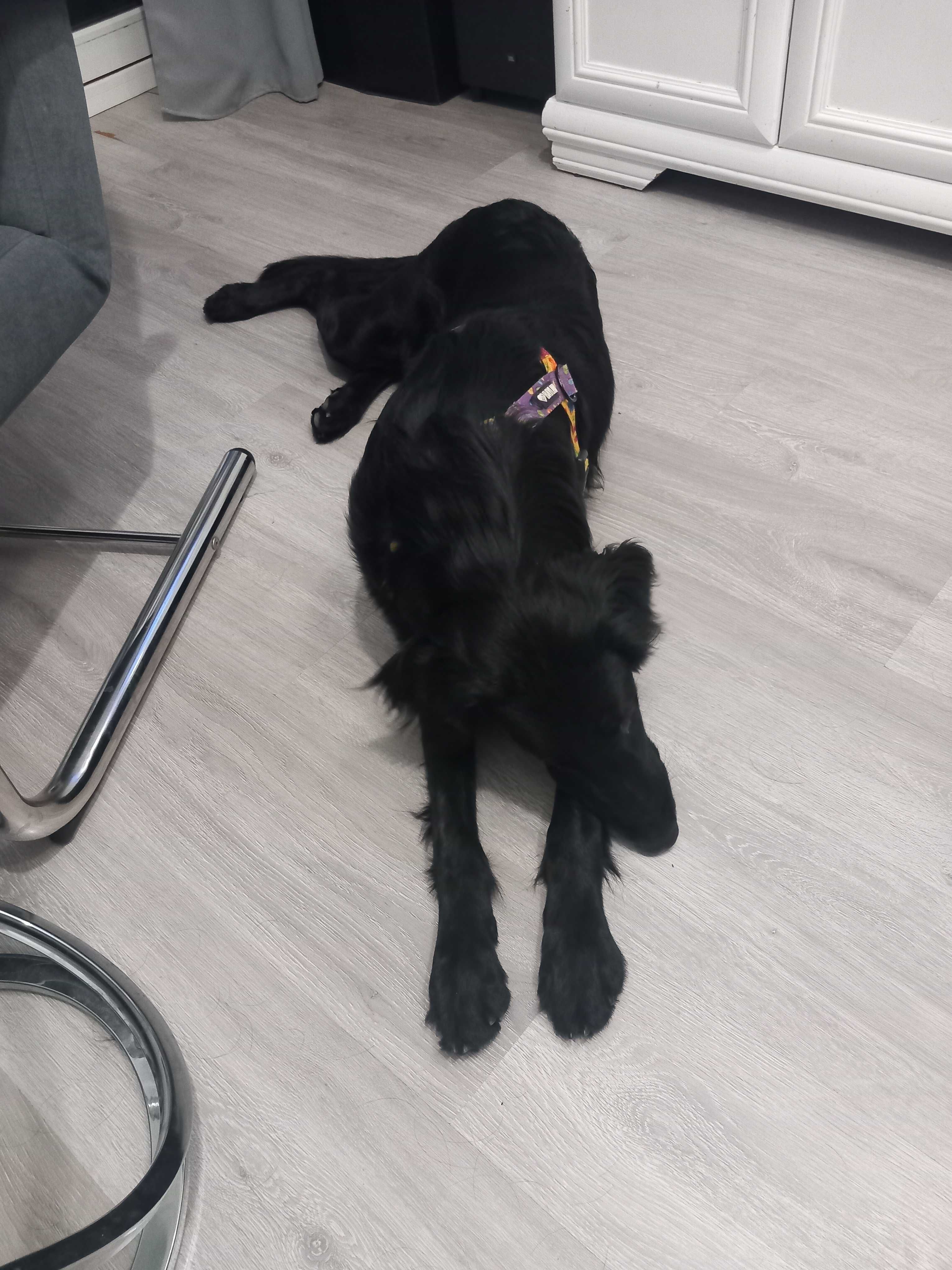 Pies Flat Coated Retriever