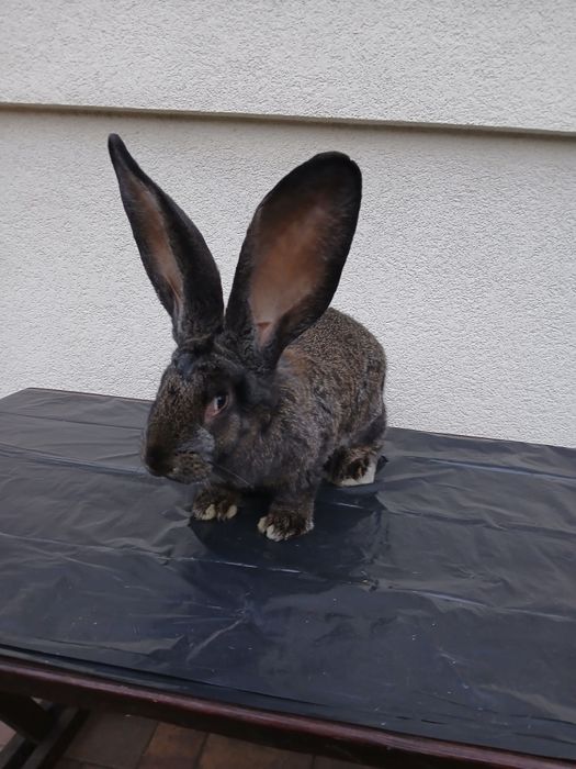 Samiec zelazistymlody Rezerwacja