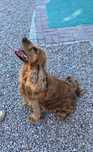Suczka dorosła cocker spaniel