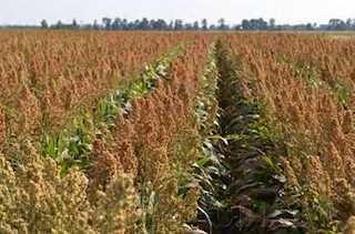 Зернове  сорго Юкі