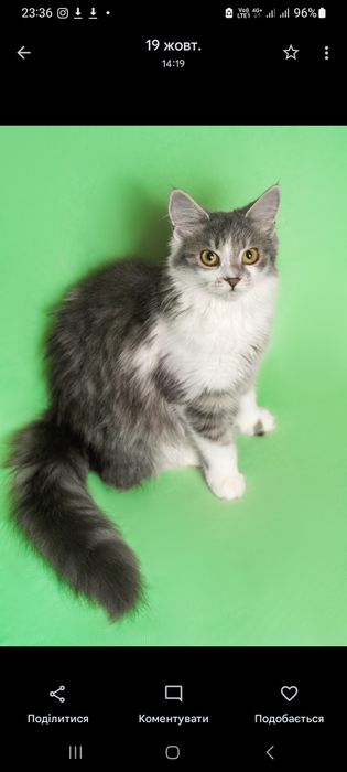 Чарівне пухнасте кошеня