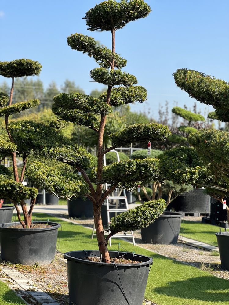 Bonsai Niwaki drzewa formowane sosna jałowiec duże drzewa BONSAI PARK