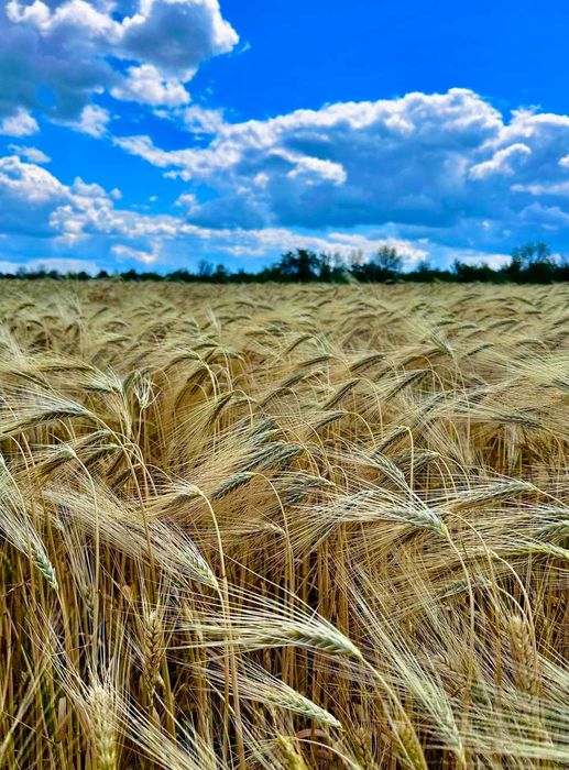 Продам посівний озимий ячмінь Снігова Королева