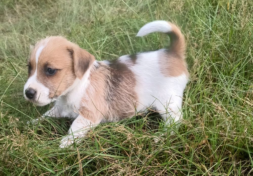 Pies parson Russell terrier