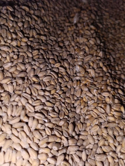 PSZENICA zwyczajna ozima SPENCER po kwalifikacie