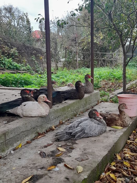 Індокачки,шипун,качки