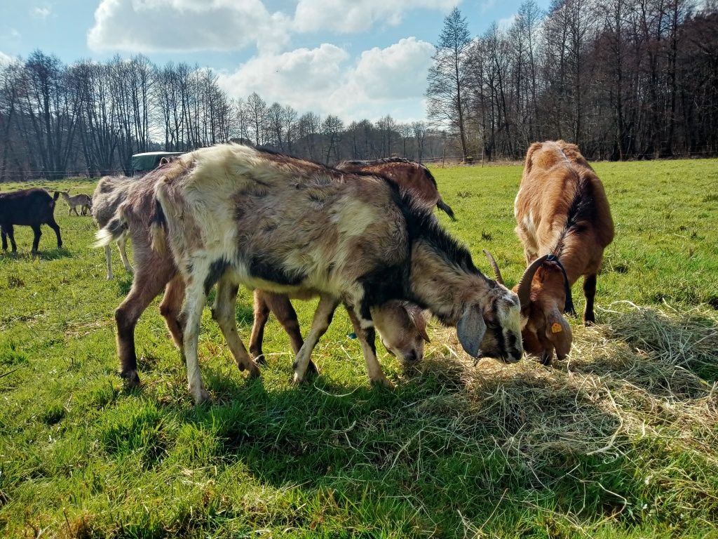 Koziołek mleczny