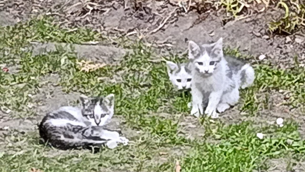 Кошенята в добрі руки