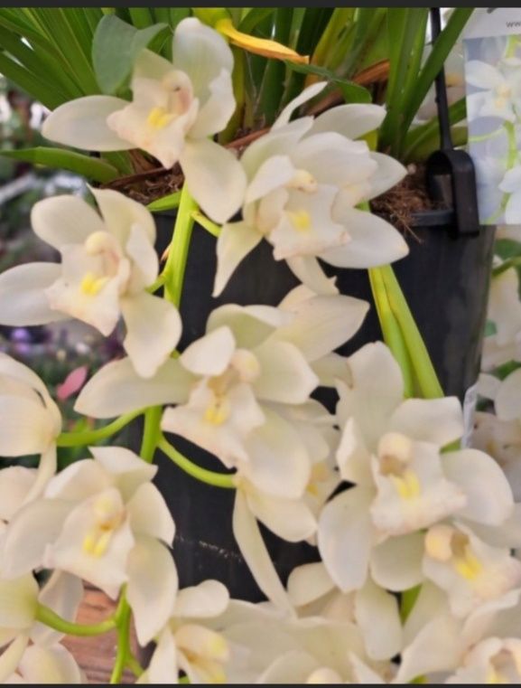 Cymbidium Ice Cascade storczyk