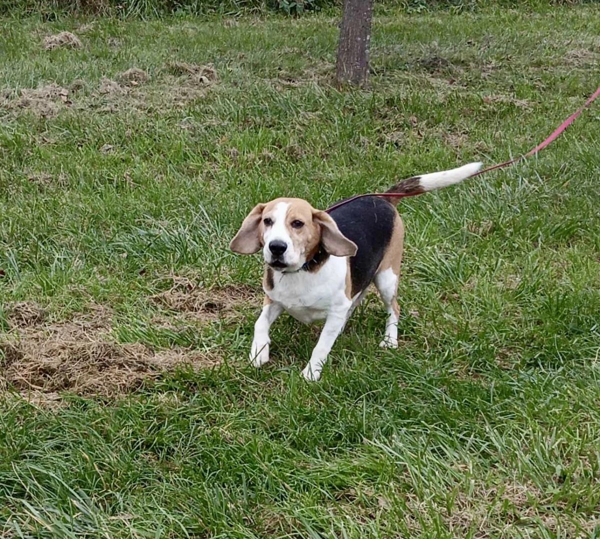 Nico w typie Beagle do adopcji!