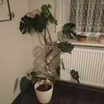 Monstera     duża