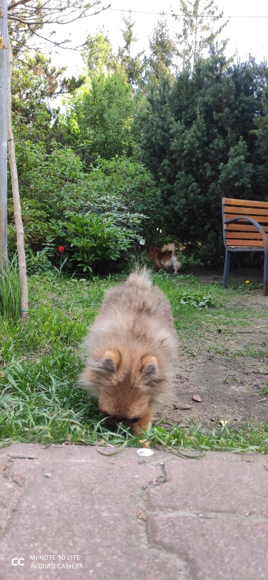 Pomeranian piesek FCI ZKwP okazja