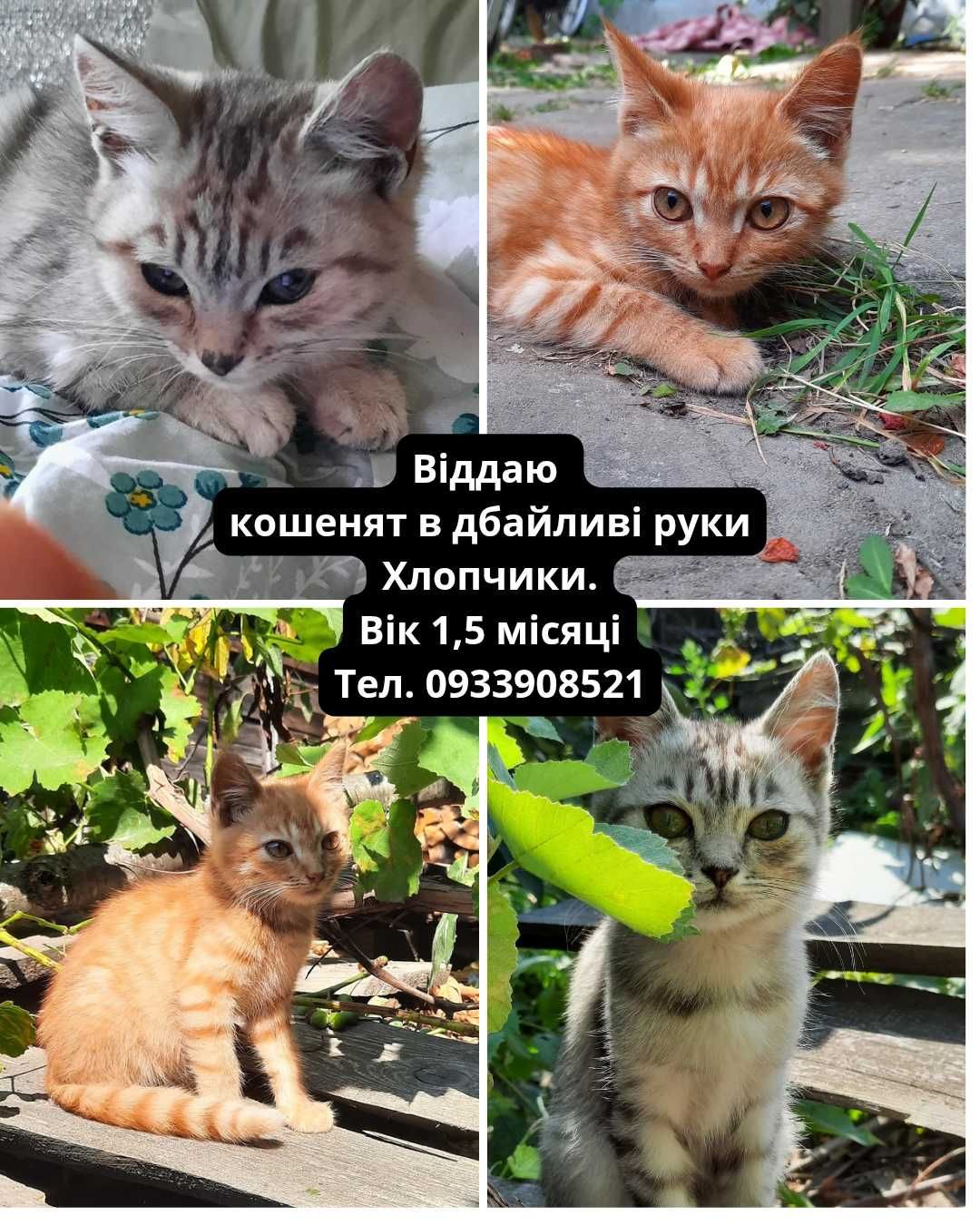 Чудові кошенята шукають родину