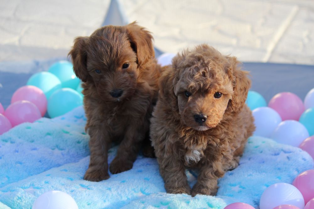 Мальтипу на бронь ,щенки мальтипу