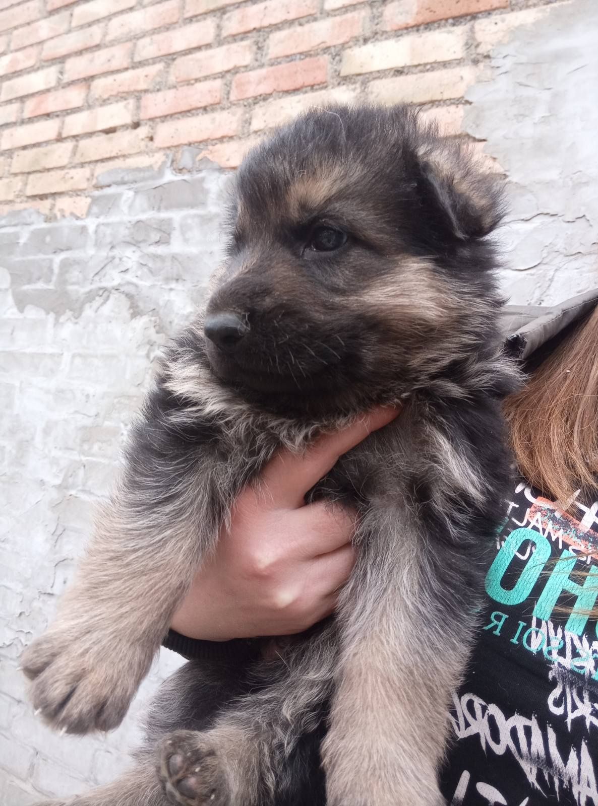Продам цуциків німецьких вівчарок