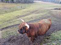 Sprzedam lub zamienię, bydło szkockie, Highland Cattle