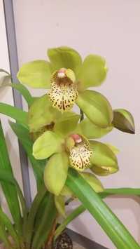 Орхидея Цимбидиум.
