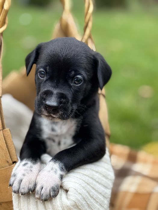 Щеночки в любящие руки