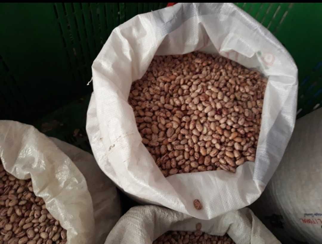 Feijão Seco para semear/consumo