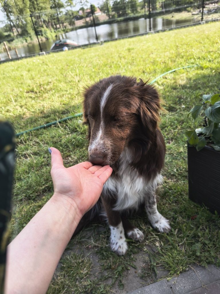 Border Collie czekoladowy piesek (chłopiec)