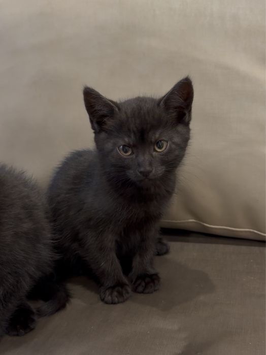 Прекрасные кошечки ищут семью. Привезем бесплатно.