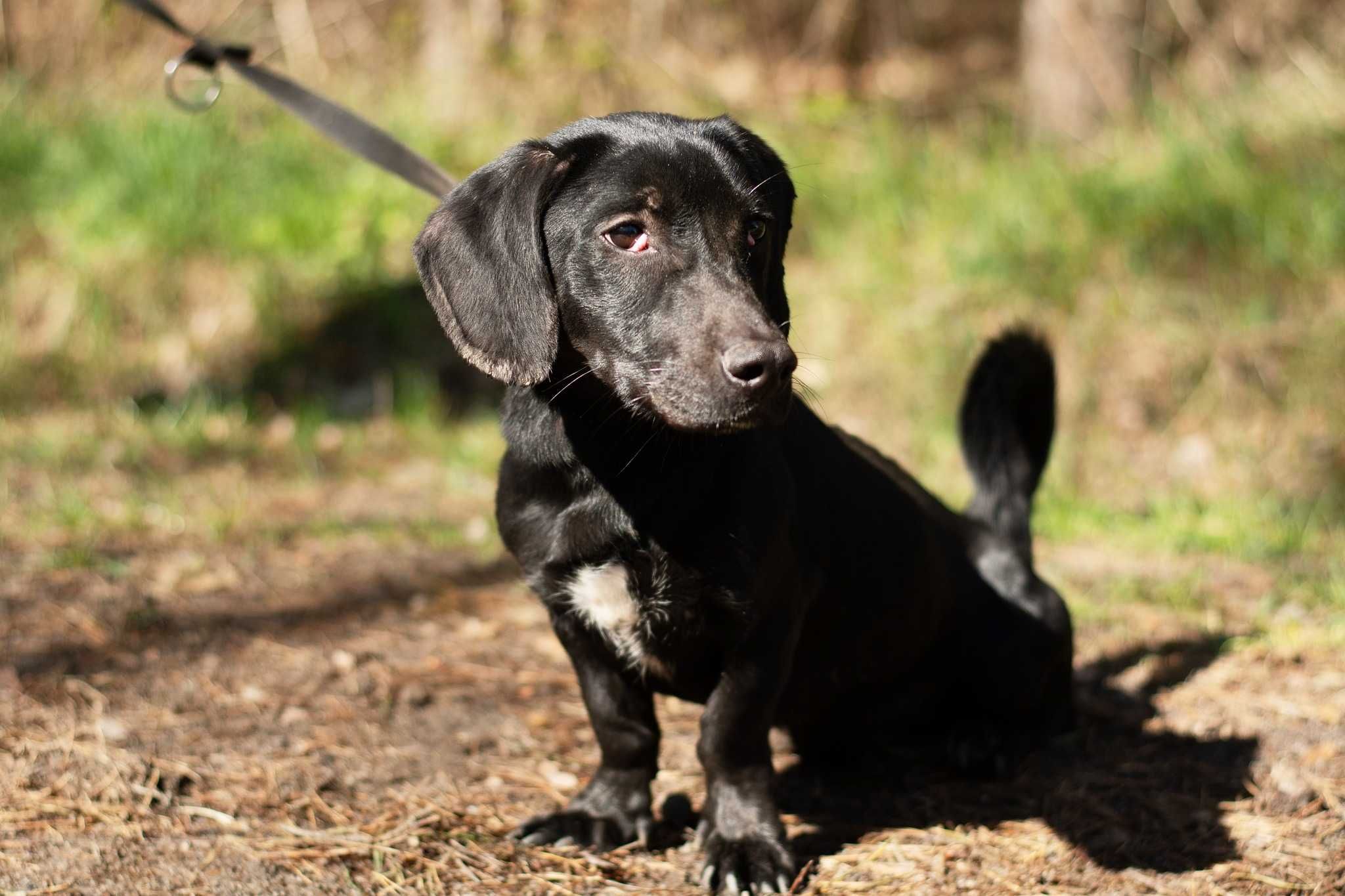 Snoopy - czarny jamnikowaty cudak do adopcji