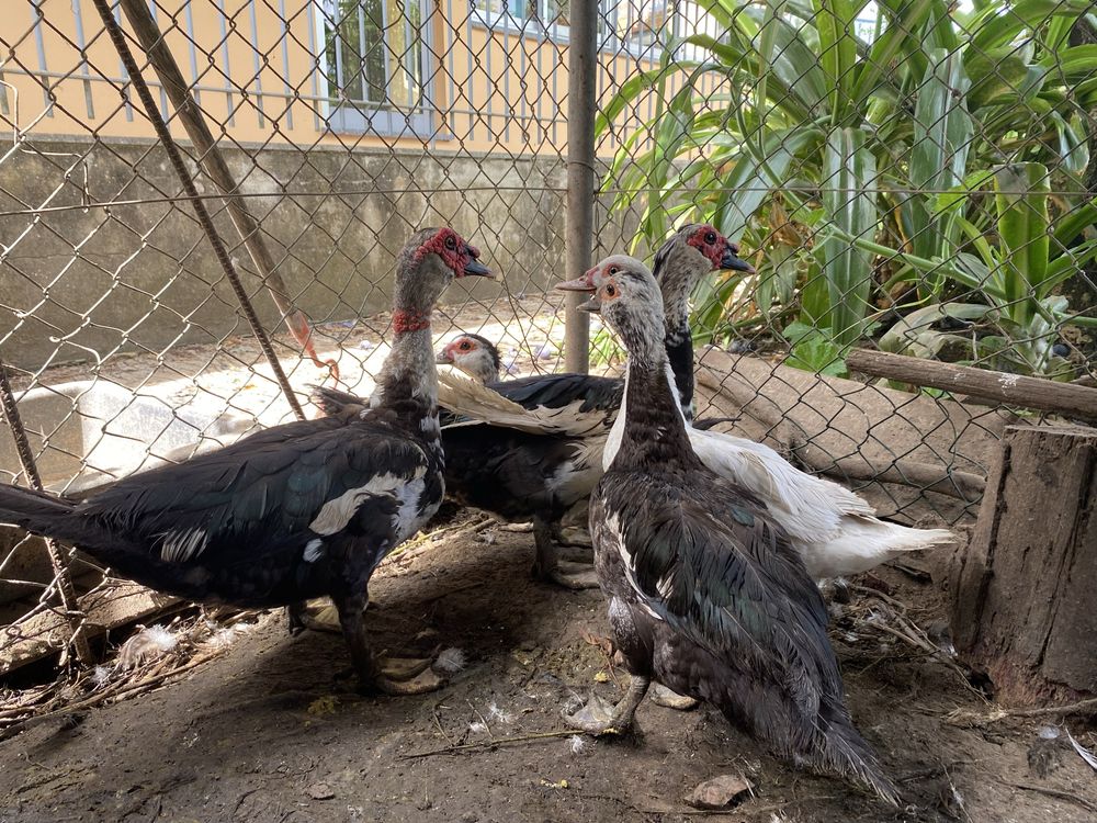 Patos mudos Adultos