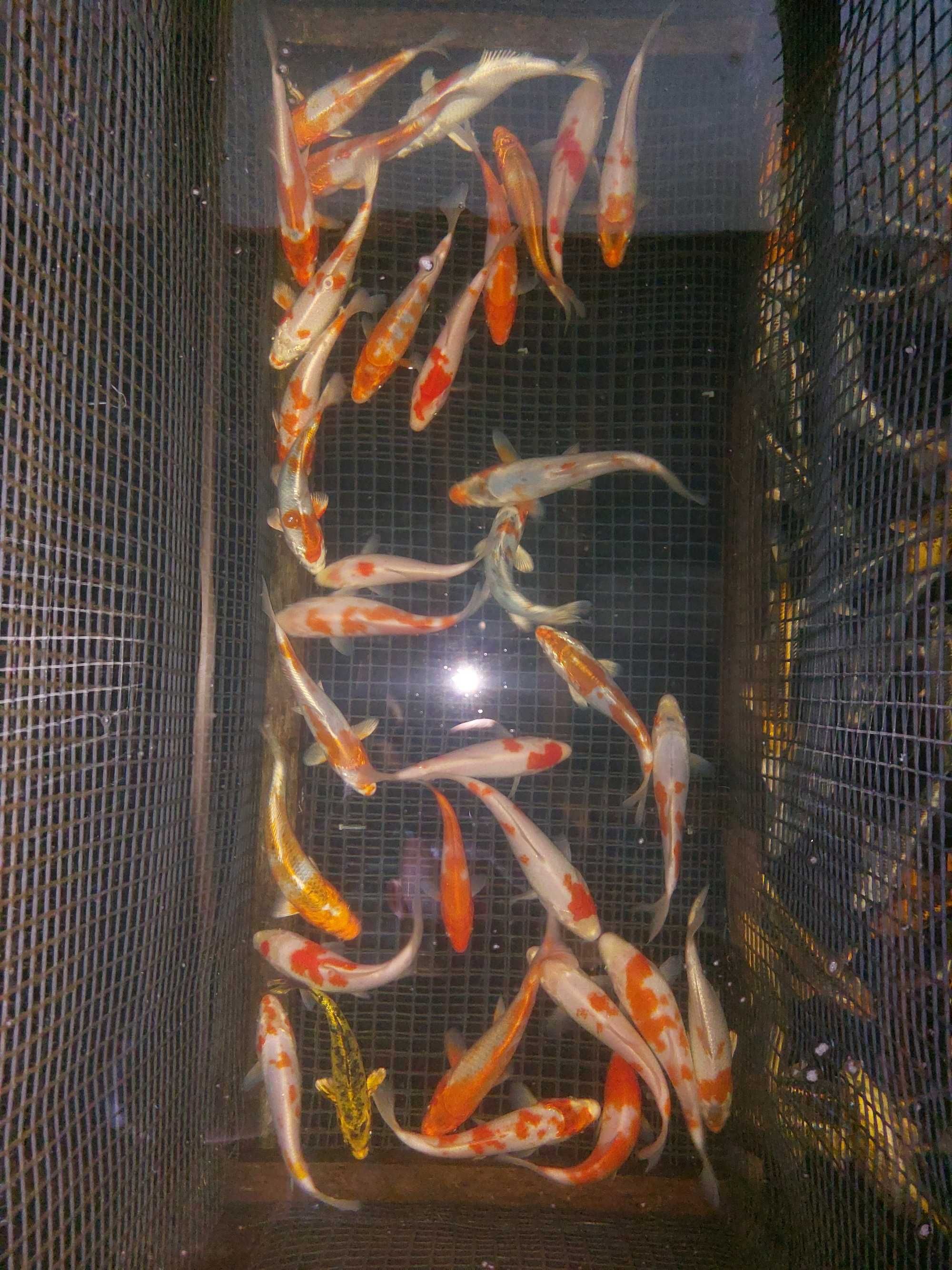 Ryby do oczek wodnych,ryby kolorowe ,karasie kolorowe,karpie koi batte