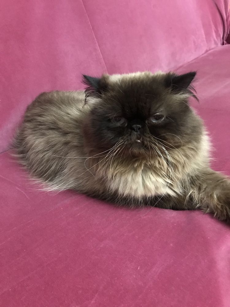 Персидский кот чистокровный вязка за котенка