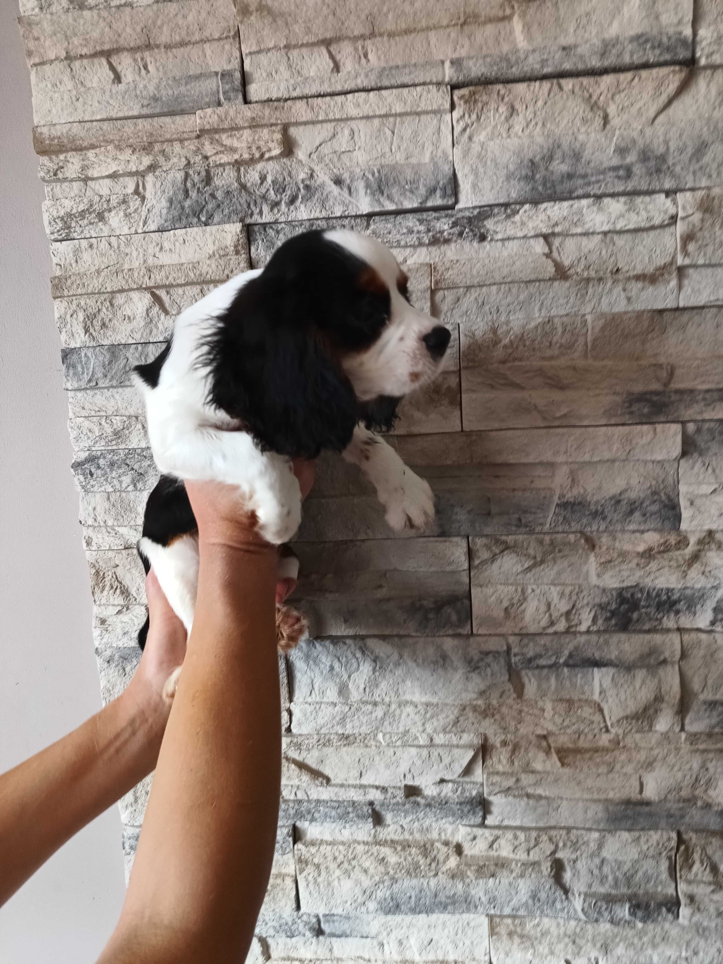 Cavalier King Charles Spaniel