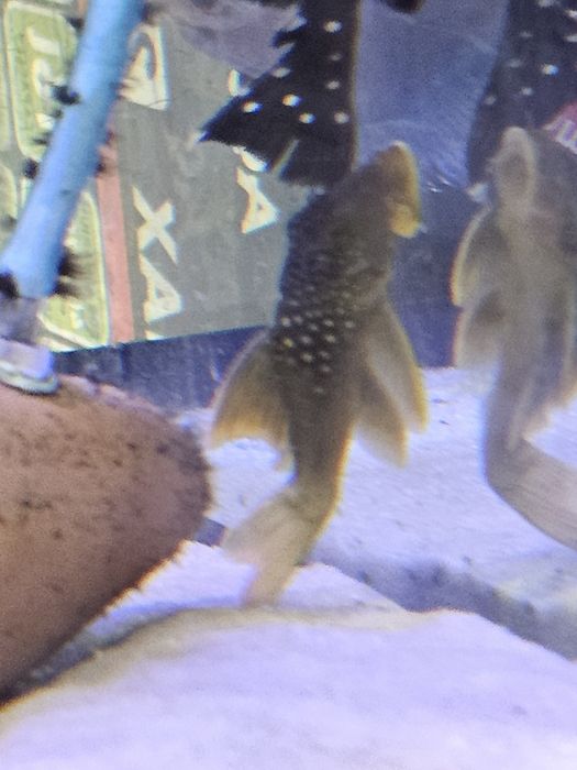 Glonojad L200 zapraszamy