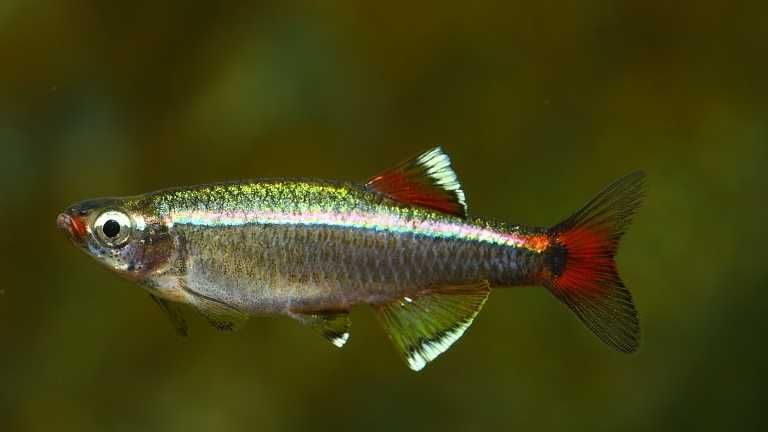 Kardynałek chiński Tanichthys albonubes