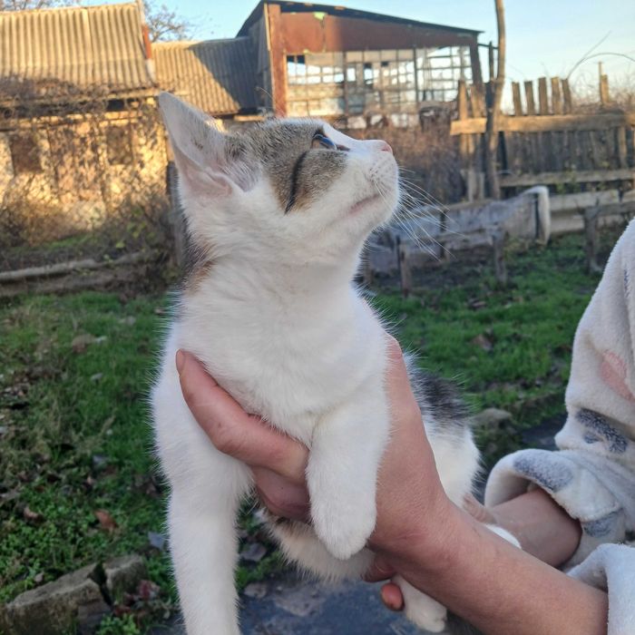 Віддамо кошенят в добрі руки