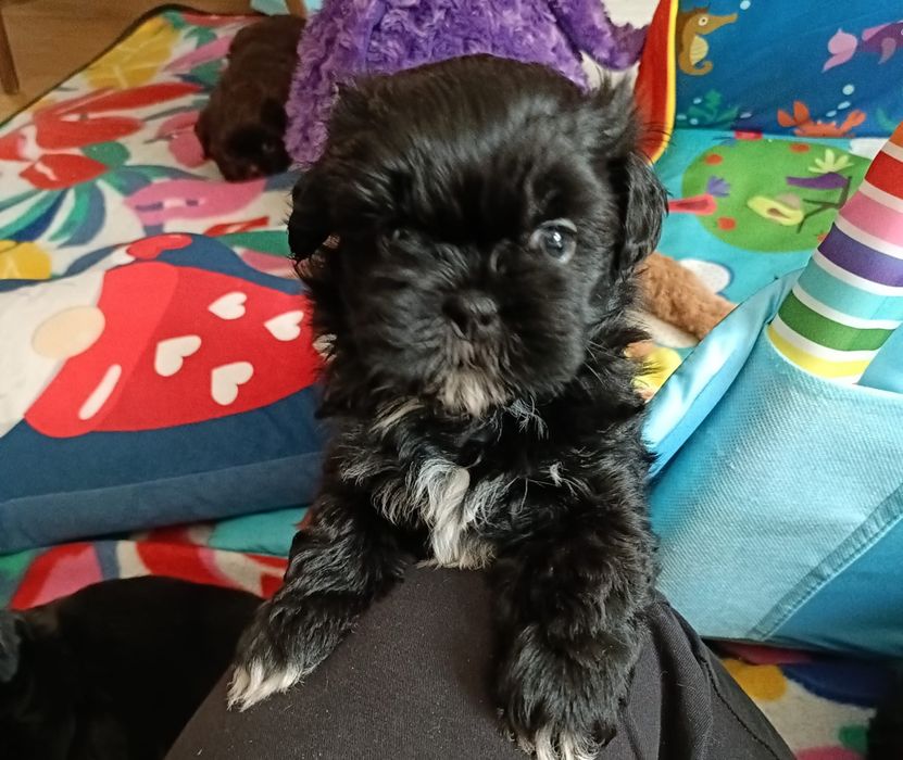 Śliczna dziewczynka  shih-tzu