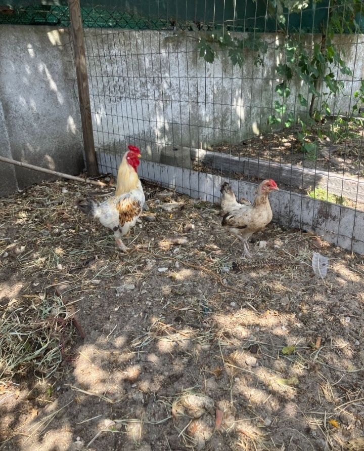 Vendo casal de combatentes ingles anão