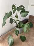 Piekna monstera deliciosa