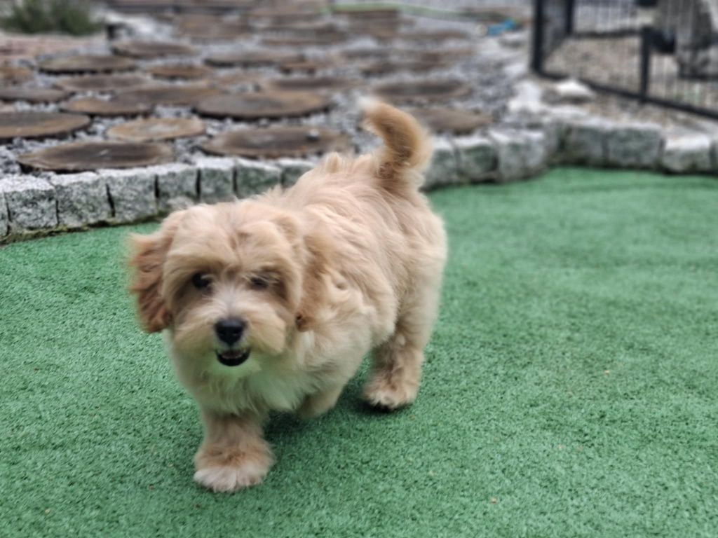 Suczka maltipoo z metryką